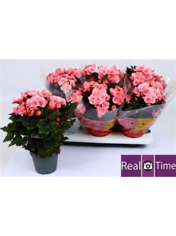 BEG DU MO 2 JOY PINK