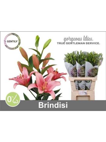 LI LA BRINDISI 85CM