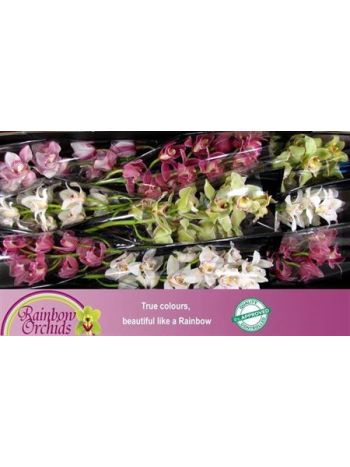 CYMB T*9 GEM 60CM