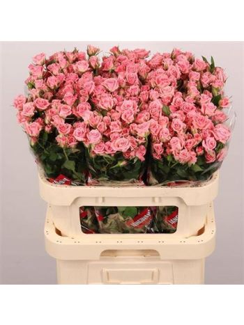 R TR ODILIA 80CM