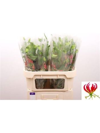 GLORIOSA S FIFT SHAD 70CM