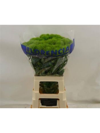 DI BARB GREEN TRICK 65CM