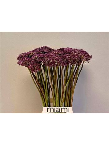 ALLIUM MIAMI 80CM