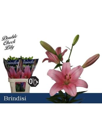 LI LA BRINDISI 90CM