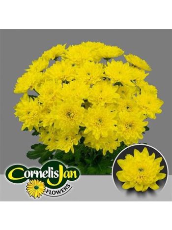CHR T  S. EURO SUNNY