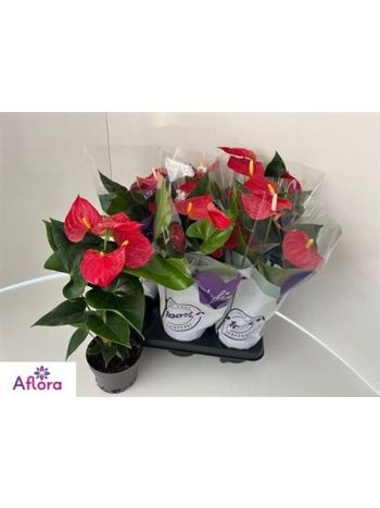 ANTHU AN BAMBINO RED