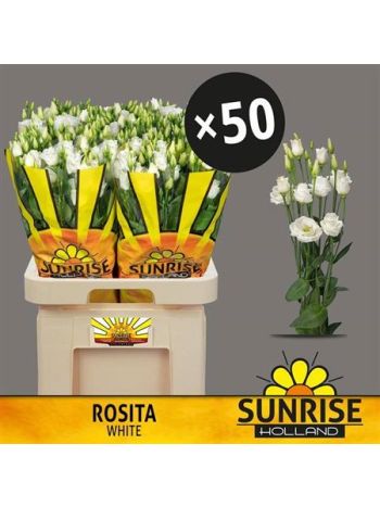 EUS G ROSI WHITE