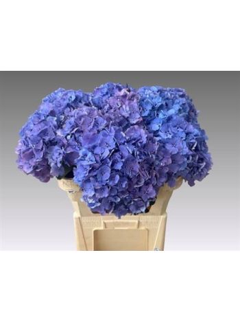 HYDR M MAG BLUEBELLS 80CM