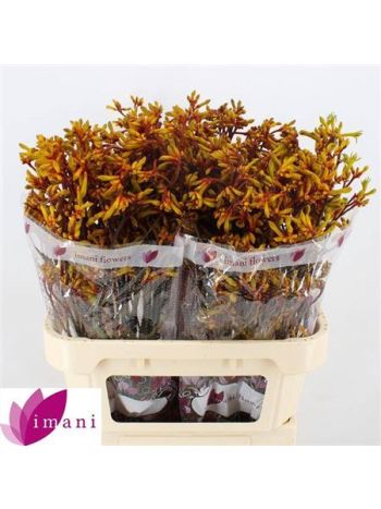 ANIGOZ GOLD FEVER 80CM