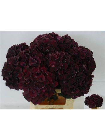 HYDR M MAG DARK RUBY 60CM
