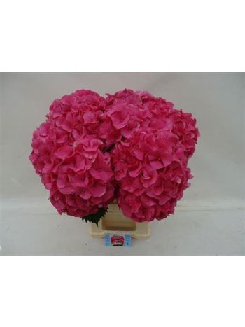 HYDR M SIBILLA RD 65CM