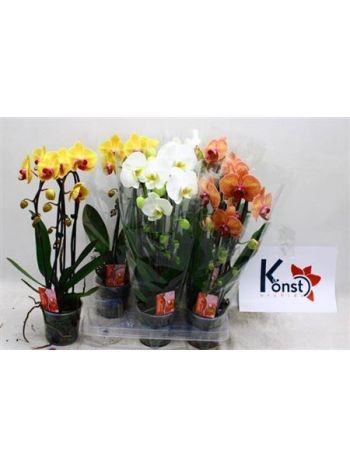 PHAL 2 ÁG CASCADE