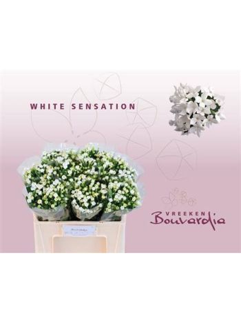 BOU EN WHI SENSATION 50CM