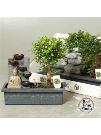 BONSAI GEM CSOBOGÓS