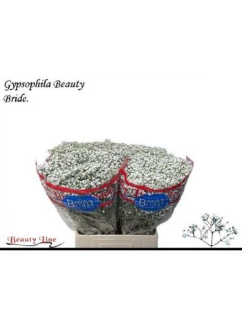GYPS PA BEAUTY BRIDE