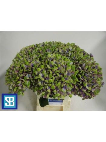 HYDR M MAG CORAL BL 60CM