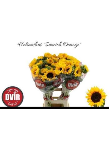 HELIAN AN SUNRICH OR 70CM