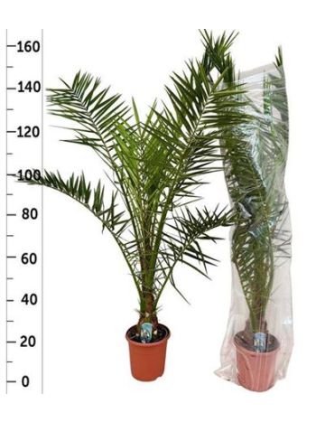PHOENIX CANARIENSIS