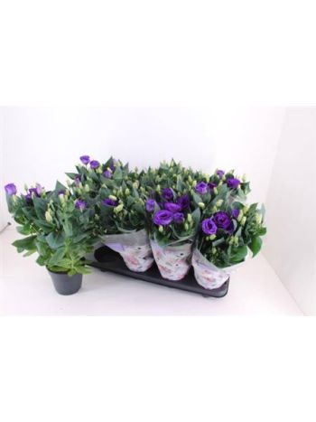 EUST JULIETTA BLUE