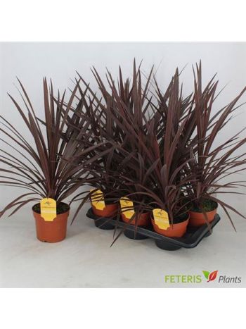 CORD AUS RED STAR