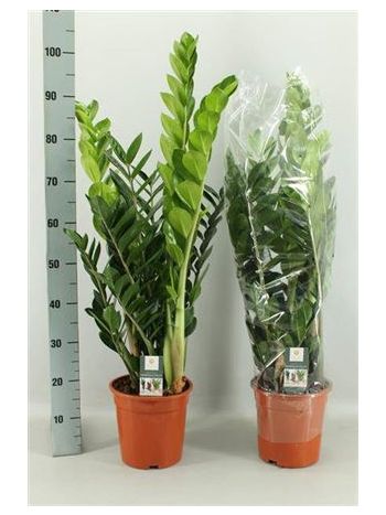 ZAMIOCULCAS ZAMIIFOL