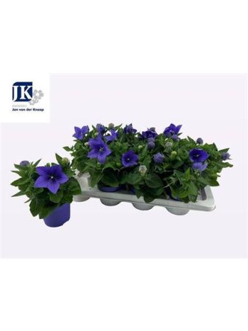PLATYCO GR ASTRA BLU