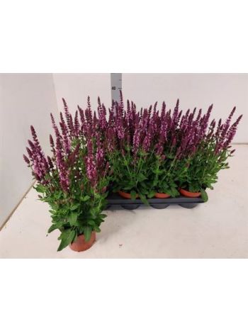 SALVIA NE SE DP ROSE