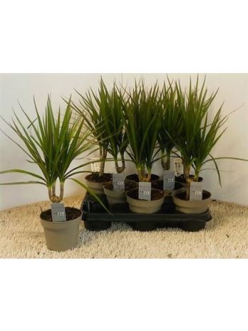 DRA MARGINATA