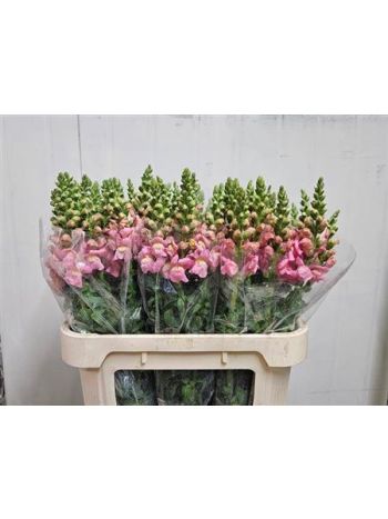 ANTIR POTO ROSE 80CM