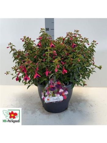 FUCHSIA TOM THUMB