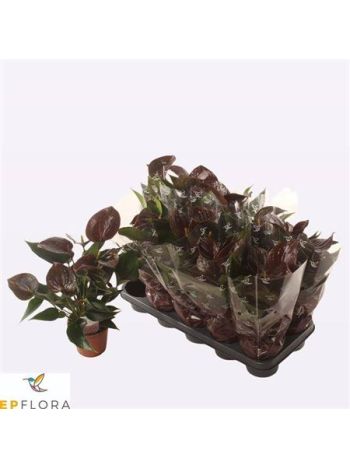ANTHU AN C CHOCOLATE