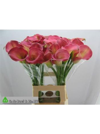ZANT CANDY DREAM 65CM