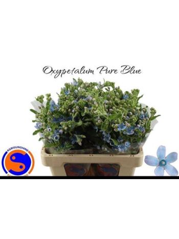 OXYPETAL TAN PUR BLU