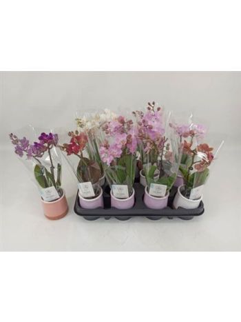 PHAL MINI *12 KASPÓS