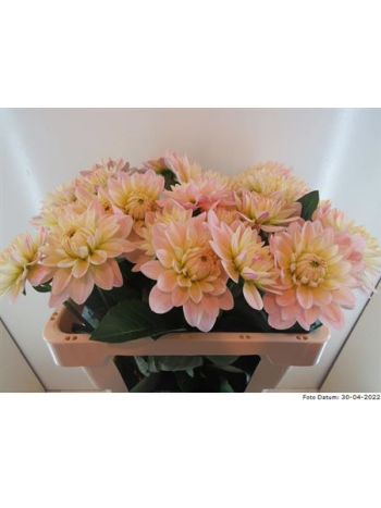DAHL  DIANA'S MEMORY 55CM