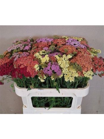 ACHIL MIL GEM BS 75CM