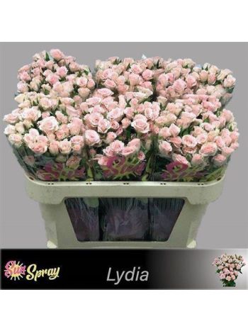 R TR LYDIA 70CM