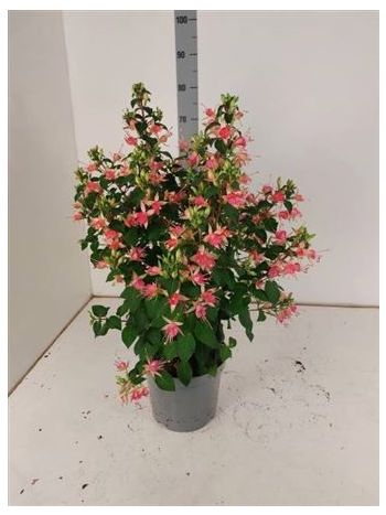 FUCHSIA W JUBELTEEN