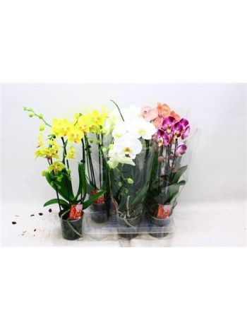 PHAL 2 ÁG CASCADE