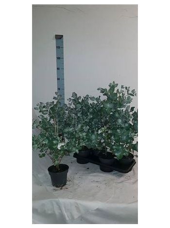 EUCAL GUNNII