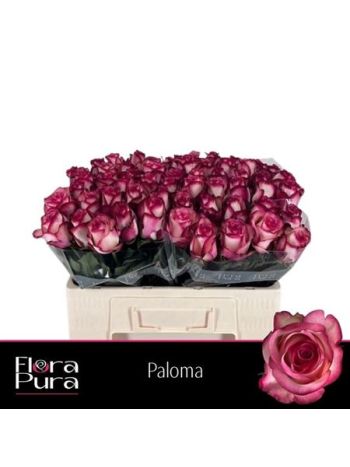 R GR5 PALOMA