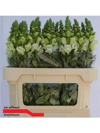 ANTIR POTO IVORY WH 75CM