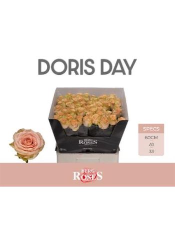 R GR DORIS DAY 60CM