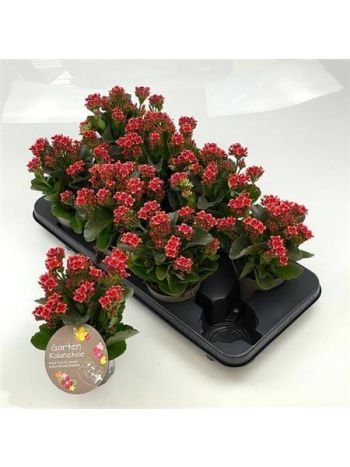 KAL BL SZIMPLA  CALA RED