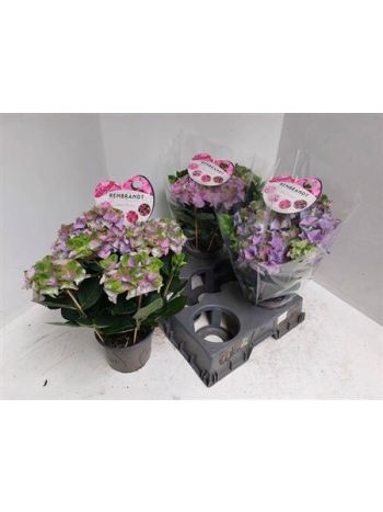 HYDR M 5+ REMBRANDT LILAC