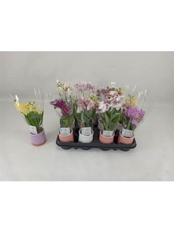 PHAL MINI *12 KASPÓS