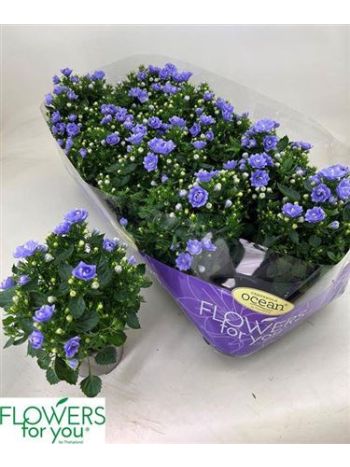 CAMPA MIDNIGHT BLUE