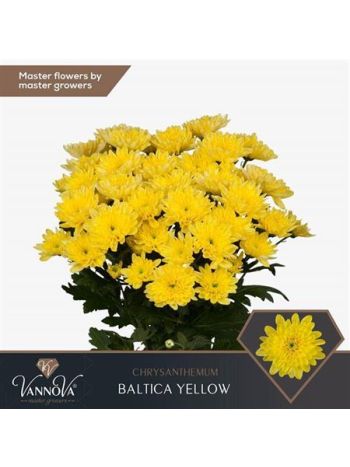 CHR T  S. BALTICA YELLOW