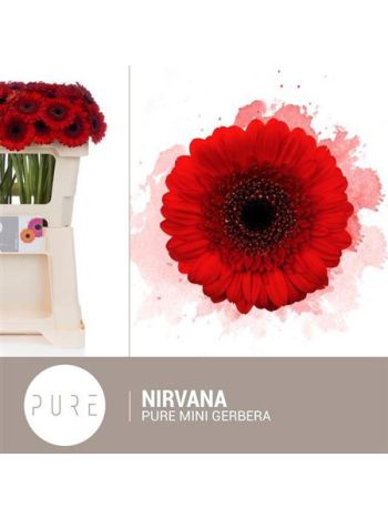 GE MI NIRVANA