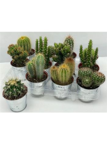 CACTUS GEM ZINK KASPÓS